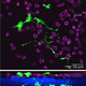 Image for article titled Our lungs are capable of sensing odors